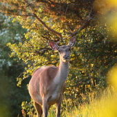 podvečerná pri zapadajúcom slniečku....