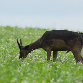 daniel?...alebo čertík?