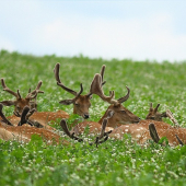 komu je lepšie......