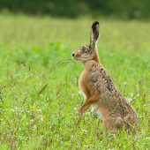 chutné stebielko.....