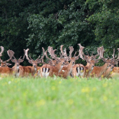 zopár správnych chlapov