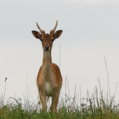 ..a len stál a pozeral.....