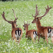 mladý... a ty kam si sa vybral?