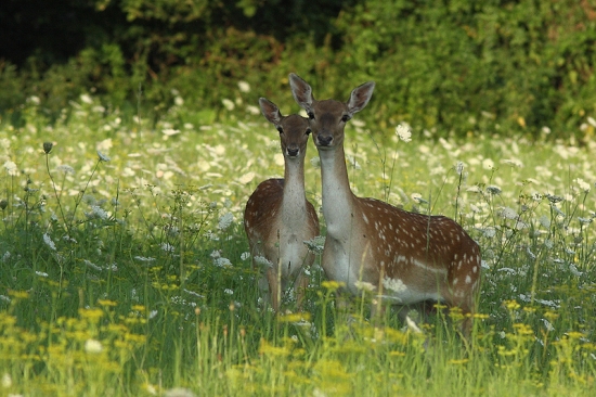 aká mamka..taká danka....