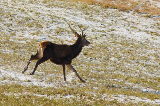 sviatočný jelienok
