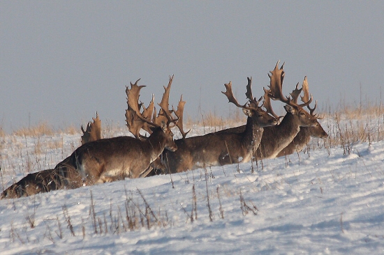 Hornonitrianskí fešáci