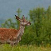 pozorne sledovala aj mladé.....