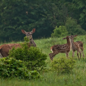 malí sa hrajú,mamka v strehu...