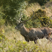 vlaňajší, spomienka z ruje...
