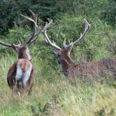 smrdí tu človečina,kamoško,poďme preč...
