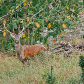 ešte sú pokope......