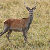 tento si na ruju ešte počká....
