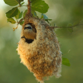 kúdelníčka lužná