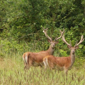 pozovali pre mňa...
