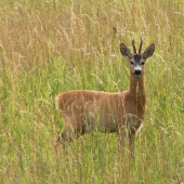 dnešný podvečer.....