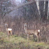 z dnešnej prechádzky...