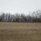 pekné stretnutie s jeleňmi