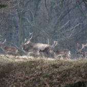 keď sú všetci paroháči kamaráti
