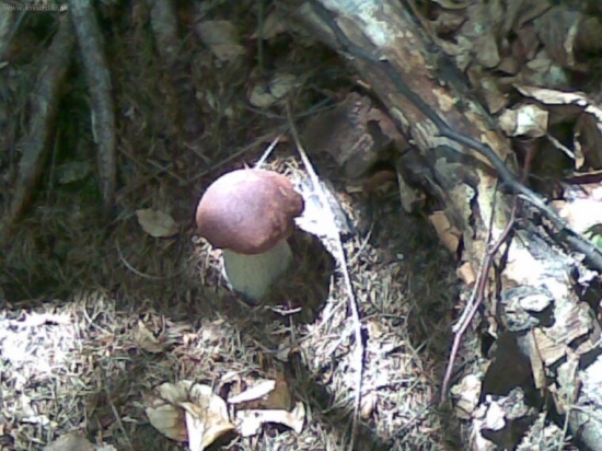 az tak srdiecko podskoci