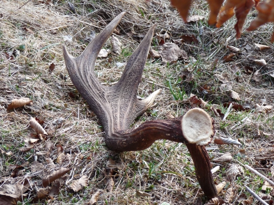 Tak to už hej-Pekná rarita!