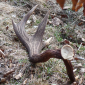 Tak to už hej-Pekná rarita!