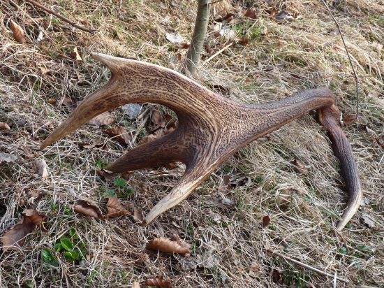 Rarita-iný pohľad k ID110444