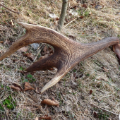 Rarita-iný pohľad k ID110444