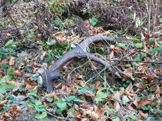 Už bol pripravený prezimovať