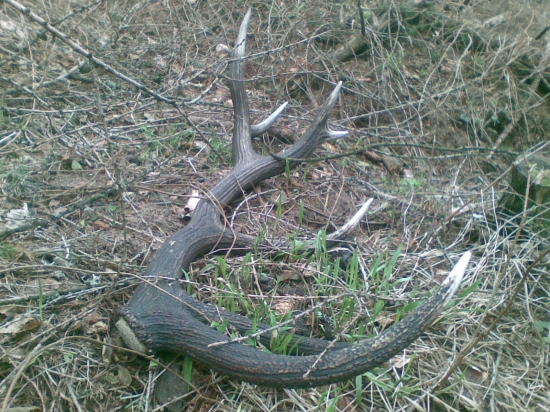 16-torak minuloročny