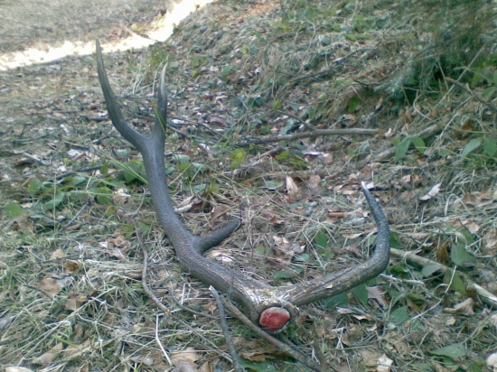 Na červenú treba zastaviť a ............