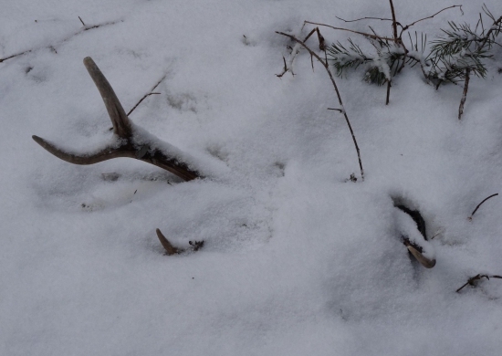 Pocukrovaná osmička