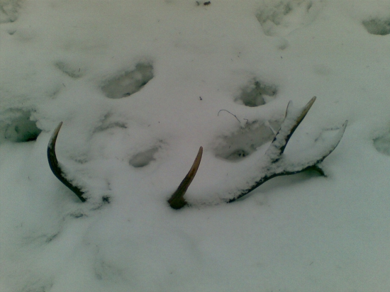 14-torák po návrate zimy