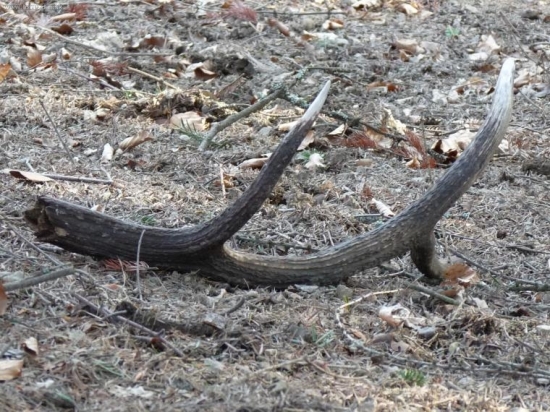 Taky mladík a už bitkár.
