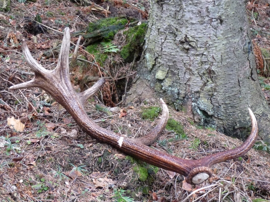Nadejna koruna-tretie parožie
