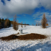 ...krmenie na Zbojníckej lúke :))
