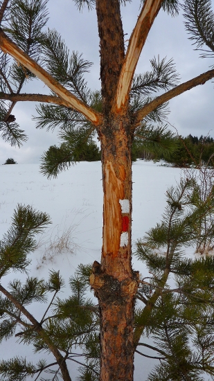 ...chutila i značka, hehe:))