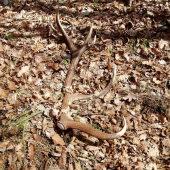 ...na prechádzke :))