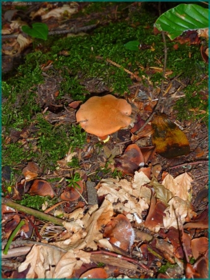 ...prve suchohríby pod Zbojnickou lúkou