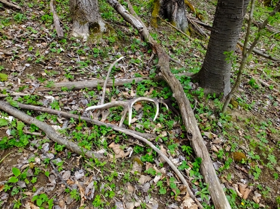 ...14 - rák na prechádzke :)