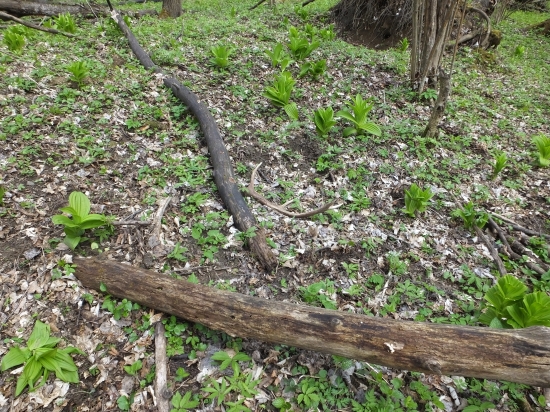 ...další z prechádzky :)