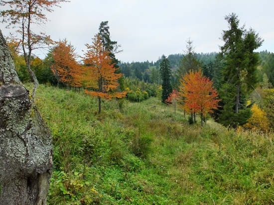 dolinou