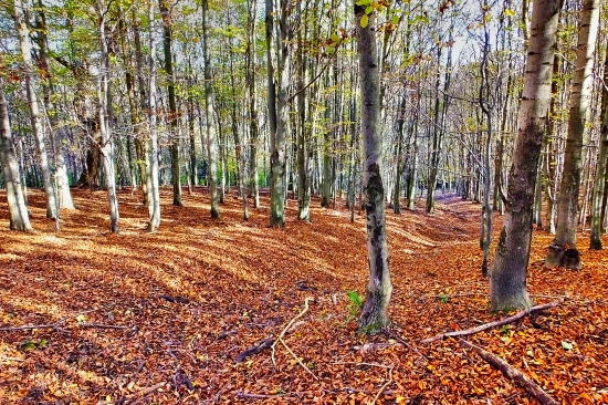 ...Roháče