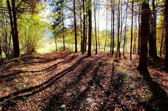 Roháče