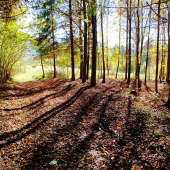 Roháče