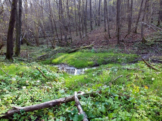 ...bažiny