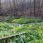 ...bažiny