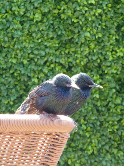 ...hehe,,, ako hrdličky:))