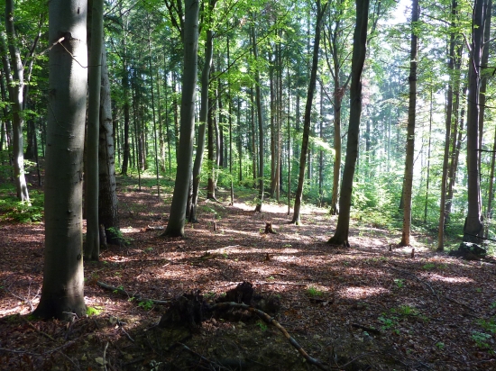 ...krása na hubačke:)