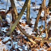 ...prekvapko na prechadzke :)