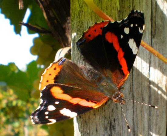 Babôčka admirálska